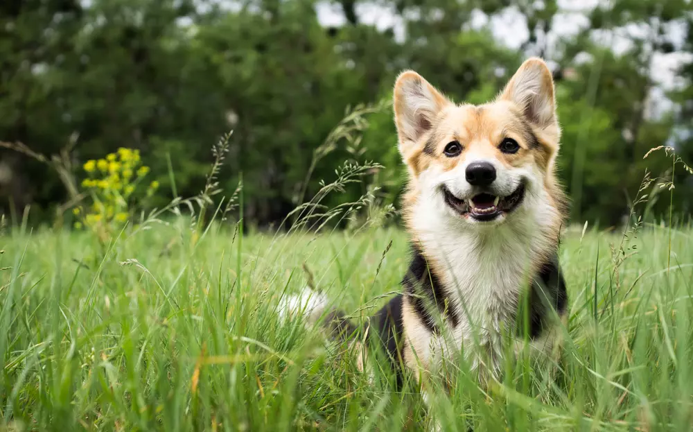 smiling dog sitting in grass
