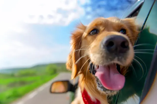 dog looking out car window