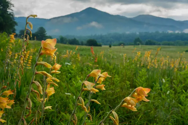 Yellow flowers on field with mountains behind